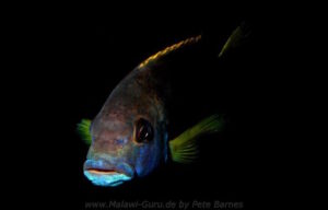 Pseudotropheus livingstonii 'Usisya'